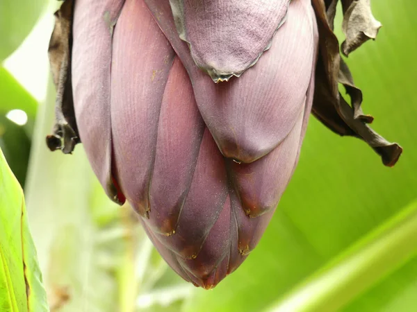 Árbol Plátano Con Plátanos Verdes Flor Púrpura — Foto de Stock