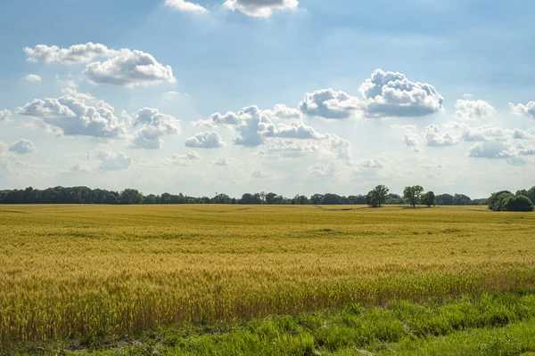 Midwesten Boerderij Veld Van Goudgele Tarwe Klaar Oogsten Onder Blauwe — Stockfoto