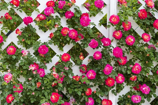 Beautiful roses packed in the background.