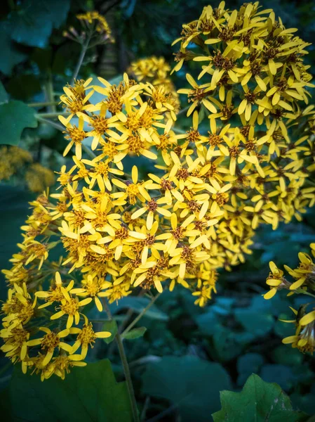 Bellissimi Fiori Che Crescono Giardino Vicino — Foto Stock