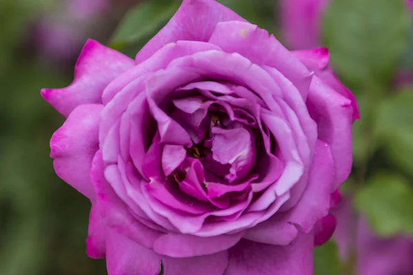 Verschiedene Und Schöne Rosen Rosenpark — Stockfoto