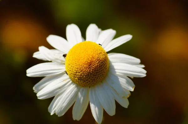Detailní Záběr Květinu Voňavého Falešného Majonézy Mocná Pionýrská Rostlina Úrodné — Stock fotografie