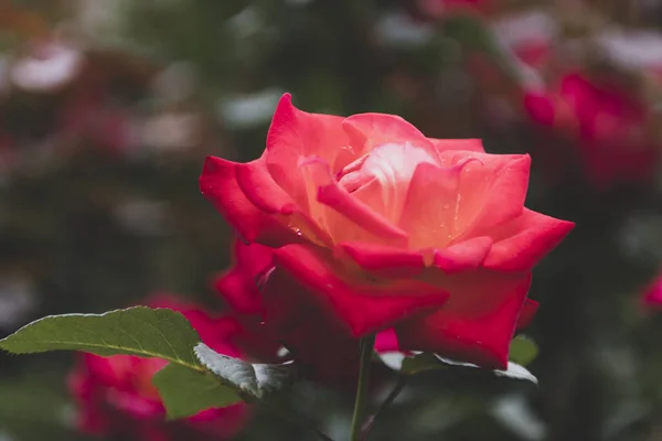 夏日田野里美丽的玫瑰 — 图库照片
