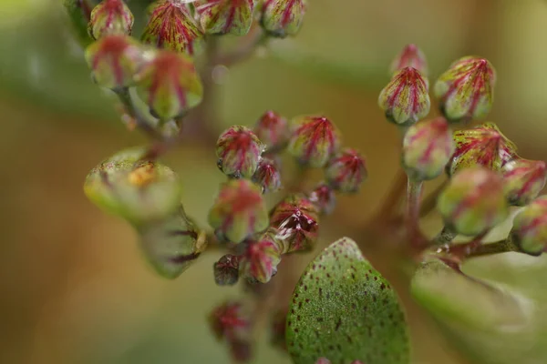 Close Succulent Plant Covered Buds Dotted Fleshy Leaves — Stockfoto