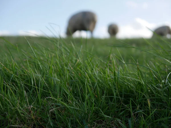 Journée Ensoleillée Avec Beau Ciel Une Prairie Verte Quelques Moutons — Photo