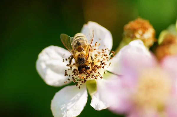 Detailní Záběr Včely Medové Ostružinovém Květu — Stock fotografie