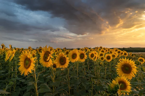 Ein Schönes Sonnenblumenfeld Unter Einem Hellen Abendhimmel — Stockfoto