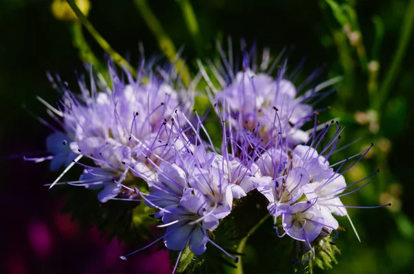 Çiçek Açan Bir Şeritte Phacelia Çiçeklerinin Yakın Çekimi Tarım Sektöründe — Stok fotoğraf