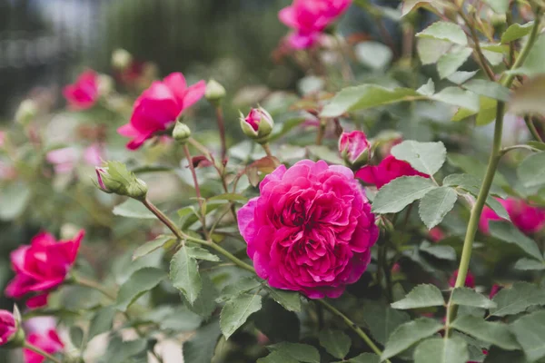 Various Beautiful Roses Rose Park — Stock Photo, Image