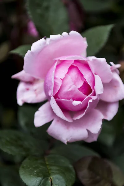 Beautiful Roses Summer Fields — Stock Photo, Image