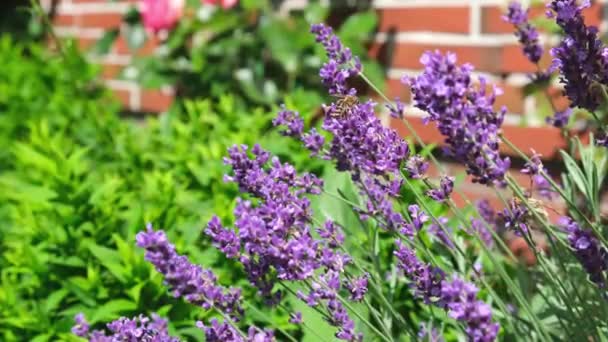 Belles Fleurs Dans Jardin — Video