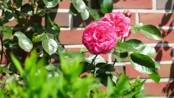 Vackra Blommor Trädgården — Stockvideo