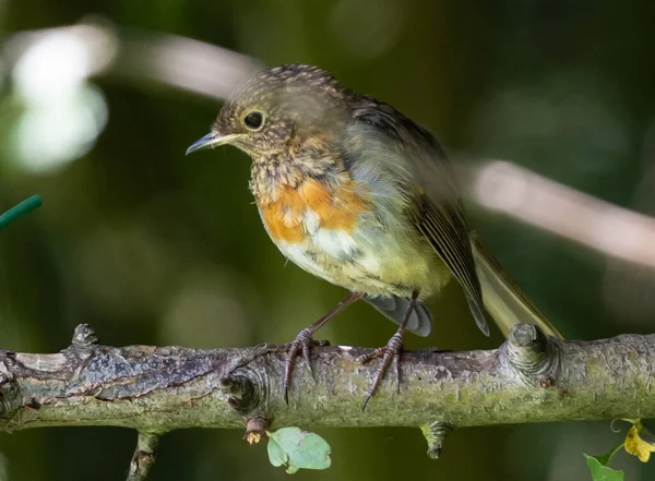 Bir Daldaki Avrupalı Robin Bird Yakın Çekimi — Stok fotoğraf