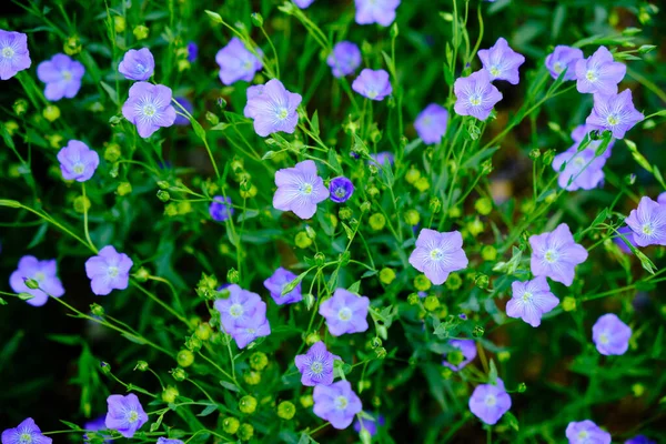 Top View Blue Linseed Field Flowers — Stock Photo, Image