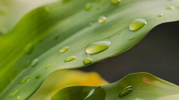 Een Close Van Kristalheldere Waterdruppels Het Groene Plantenblad — Stockfoto