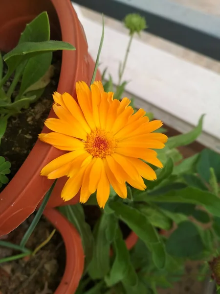 Zbliżenie Ujęcie Jasnego Pomarańczowego Kwiatu Marigold — Zdjęcie stockowe