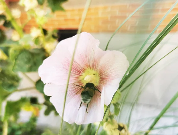 Bahçede Büyüyen Mallow Çiçeklerinin Üzerindeki Bir Böceğin Yakın Plan Çekimi — Stok fotoğraf