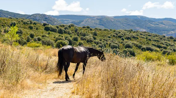 Ένα Όμορφο Κόκκινο Άλογο Στο Χωράφι Στα Βουνά — Φωτογραφία Αρχείου