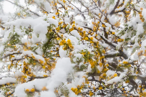 被雪覆盖的紫花苜蓿开花枝 — 图库照片