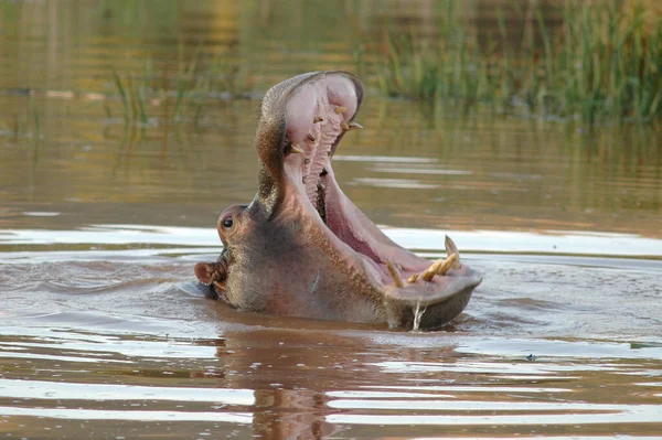 Ein Nilpferd Mit Offenem Maul Wasser — Stockfoto