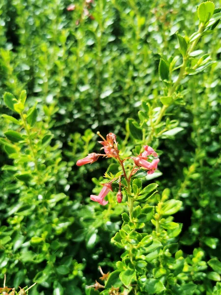 Primo Piano Piccoli Fiori — Foto Stock