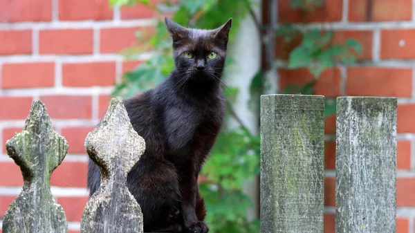 一张孟买黑猫的特写照片 它绿色的眼睛坐在栅栏上 凝视着摄像机 — 图库照片