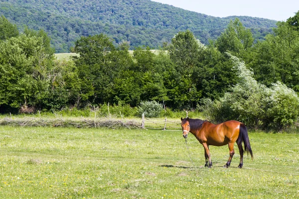 Μια Όμορφη Θέα Ενός Αλόγου Στο Πράσινο Πεδίο — Φωτογραφία Αρχείου