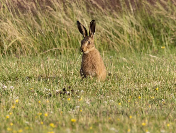 Fluffy Adorable Brown Rabbit Grassy Field Thr Wild — ストック写真