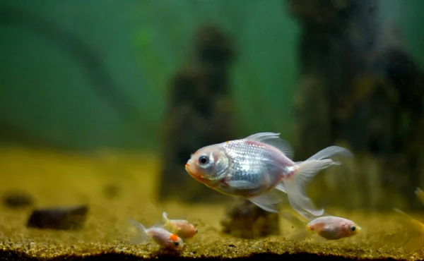 Closeup Shot Beautiful Small Oranda Goldfish Aquarium Eating — Stock Photo, Image