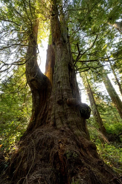 Zachodni Cedr Czerwony Thuja Plicata Jurassic Grove Vancouver Island Pne — Zdjęcie stockowe