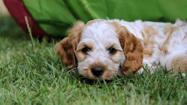 Primo Piano Carino Piccolo Cocker Americano Spaniel Sdraiato Erba — Foto Stock