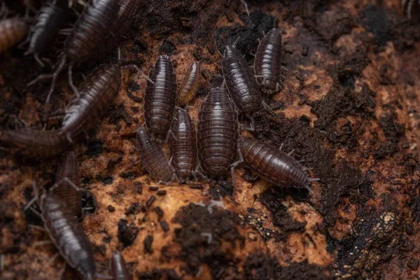 Tiro Close Woodlice Seu Habitat Natural — Fotografia de Stock