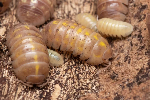 Närbild Trälöss Deras Naturliga Miljö — Stockfoto