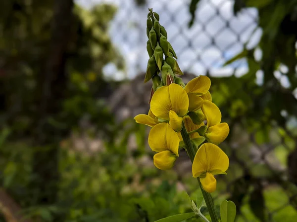 Closeup Chipilin Flowers Growing Field Sunlight Blurry Background — Stock Photo, Image