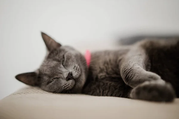 Primer Plano Gato Gris Agraciado Durmiendo Sofá —  Fotos de Stock