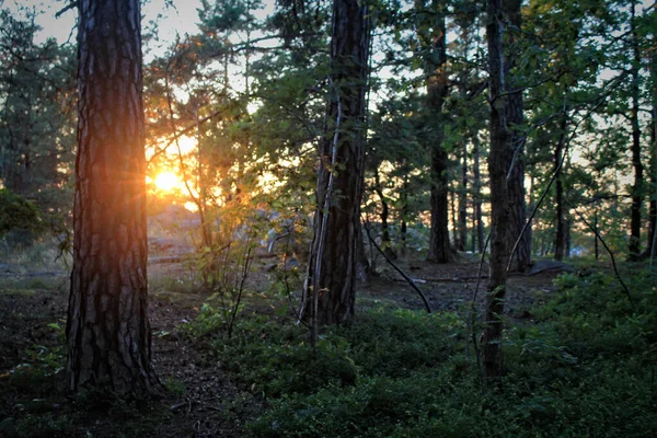 Крупним Планом Знімок Заходу Сонця Який Видно Через Високі Дерева — стокове фото