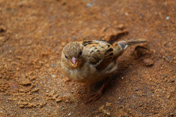 Mignon Petit Moineau Debout Sur Sol — Photo