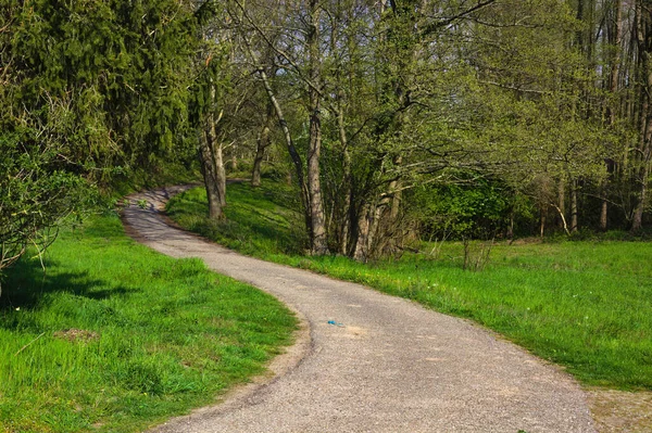 Sentiero Nel Verde Della Fitta Foresta — Foto Stock