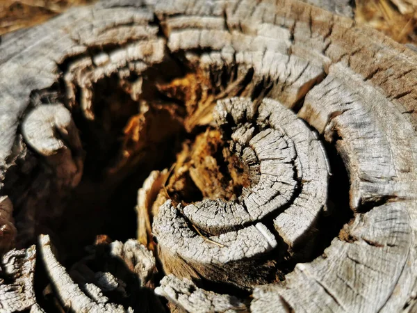 Primo Piano Tronco Albero Incrinato Campo — Foto Stock