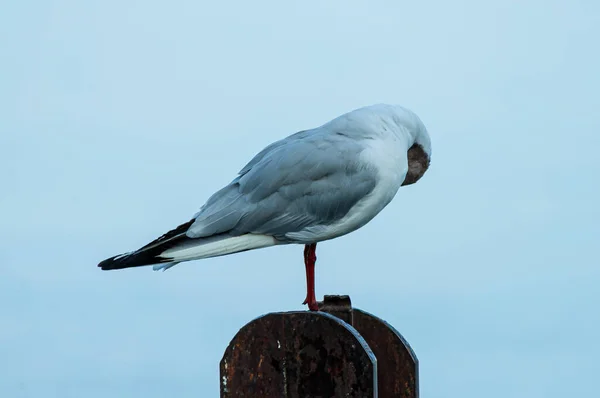 在锈蚀的金属表面上栖息的白色海鸥的选择性聚焦镜头 — 图库照片