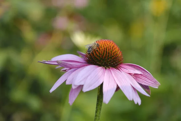 紫色の花とそこから蜜を集める蜂の浅い焦点クローズアップ — ストック写真
