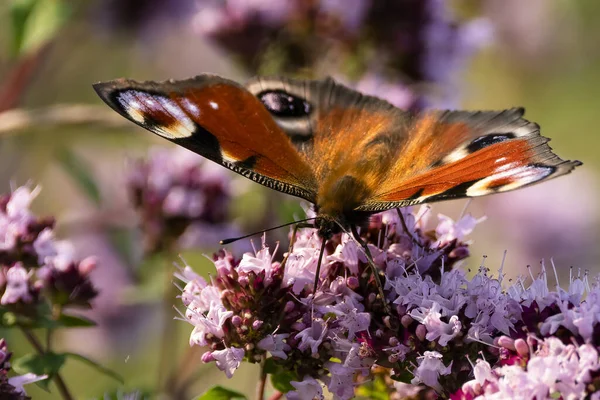 Płytkie Skupienie Strzał Pawia Motyl Kwitnących Purpurowych Kwiatach — Zdjęcie stockowe