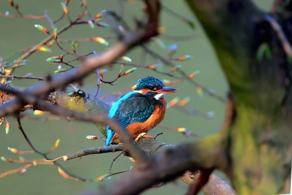 Selective Focus Shot Common Kingfisher Bird Perched Tree Branch — Stock Photo, Image