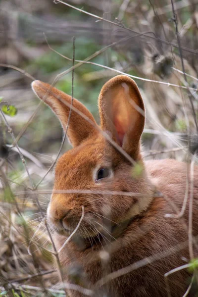 Вертикальный Снимок Милого Пушистого Кролика Сидящего Среди Высокой Травы — стоковое фото