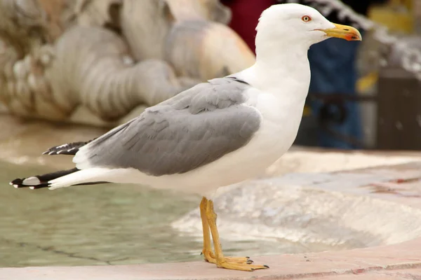 Tiro Perto Uma Gaivota Ocidental Costa Perto Água — Fotografia de Stock