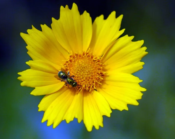 背景がぼやけているフィールドに黄色のカモミールの花に昆虫の選択的な焦点 — ストック写真