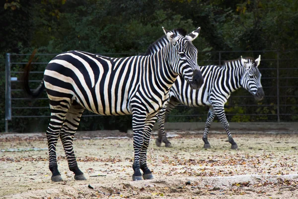 Duas Zebras Zoológico Animais Cativeiro — Fotografia de Stock