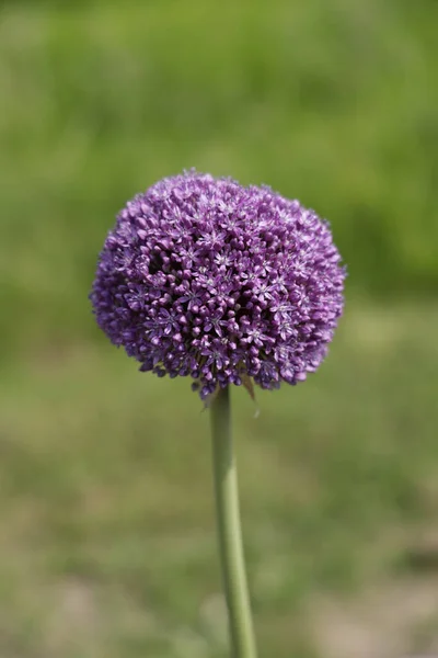 Colpo Fuoco Superficiale Ambasciatore Allium Viola — Foto Stock