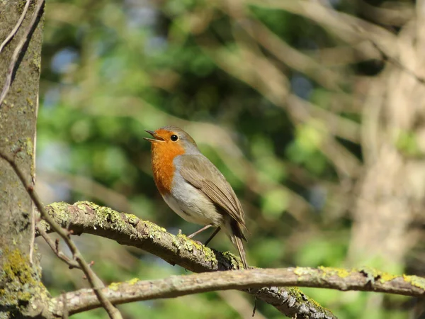 Robin Europeo Erithacus Rubecula Cantando Una Rama Árbol — Foto de Stock