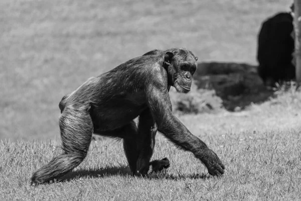 Chimpansee Loopt Een Veld Zijaanzicht — Stockfoto